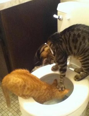 1362690057_animals_can_be_jerks_too_640_01.jpg