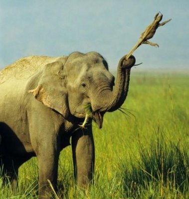 1362690029_animals_can_be_jerks_too_640_30.jpg