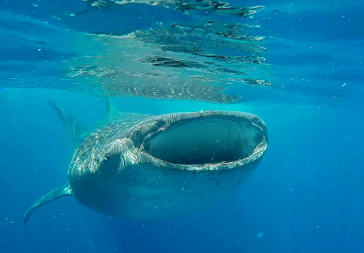 whaleshark1.png