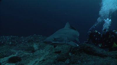 MALPELO1 (2).png